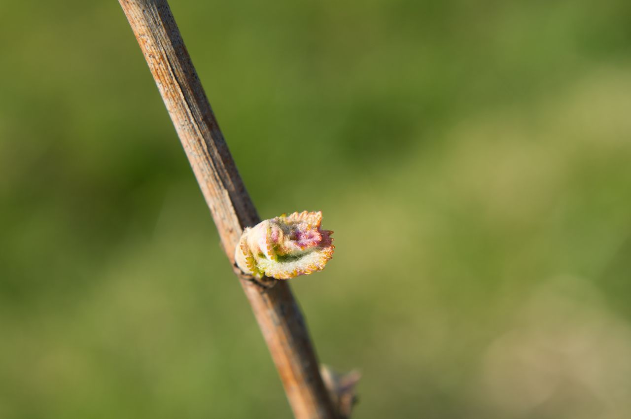 Vignoble Macro 4-Feuilles sorties 0505